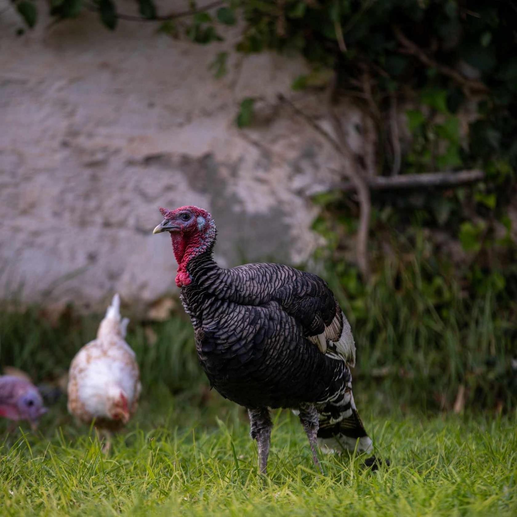 Villa Julia Veneria Sicca Veneria Kültér fotó